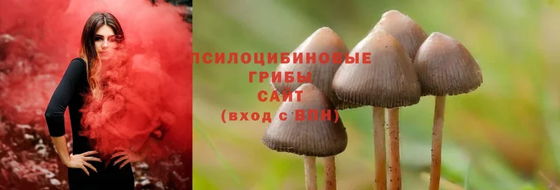 Галлюциногенные грибы Magic Shrooms  цены   Шадринск 